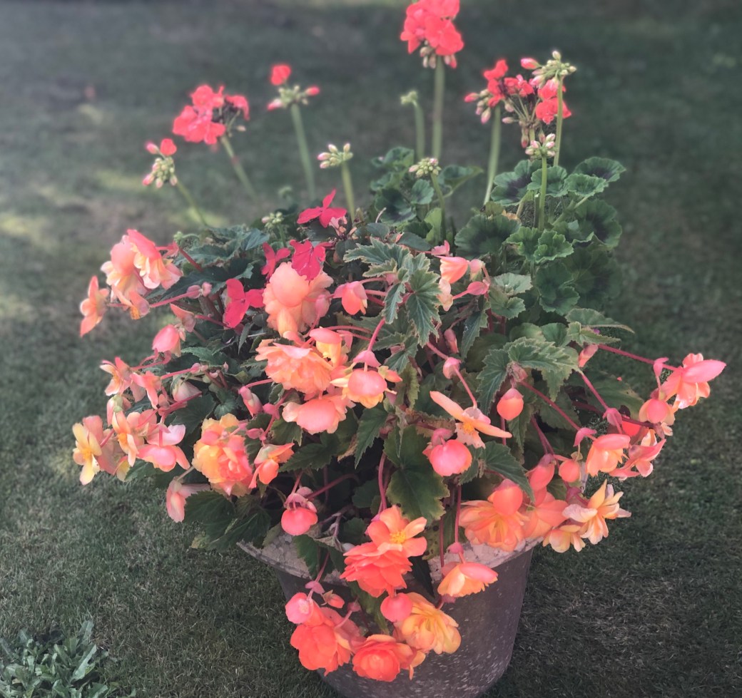 Margaret Borthwick - Summer flowers